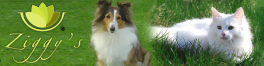 Ziggy's | Quality Grooming Products developed with care for our valued pets.